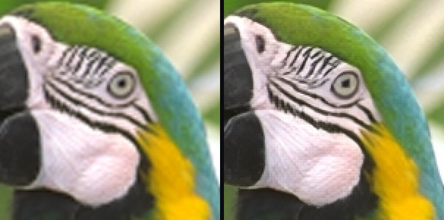 Wildlife — feathers & beak