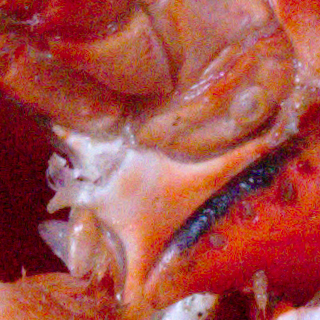 Carapace de homard, ISO 6400