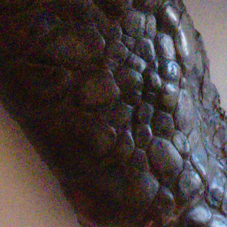 Carapace sculptée, ISO 6400