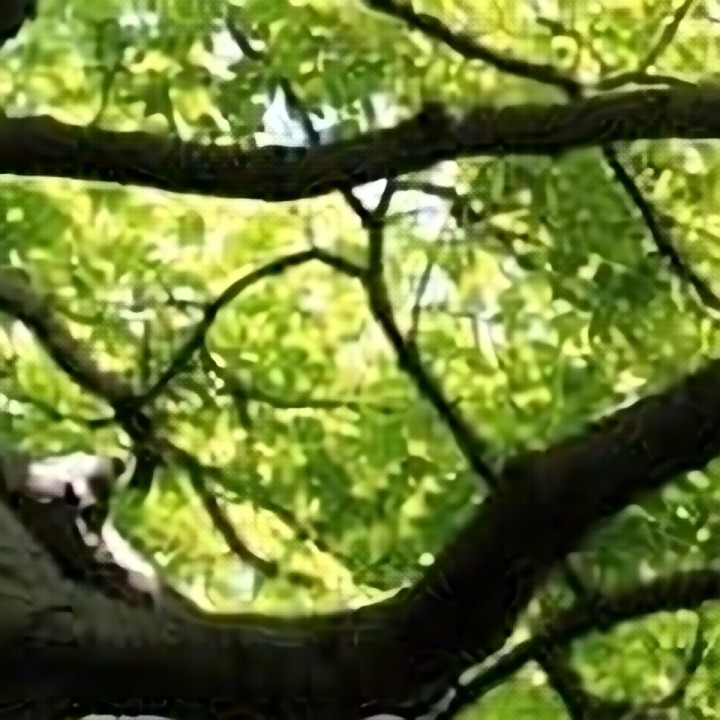 Feuillage — branches